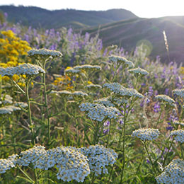 Achillea crithmifolia